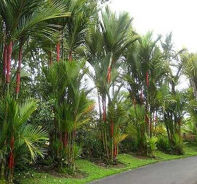 Cyrtostachys renda / Cyrtostachys lakka - Lipstick Palm, Lakka Palm, Sealing Wax Palm, Red Sealing Wax Palm, Rajah Palm