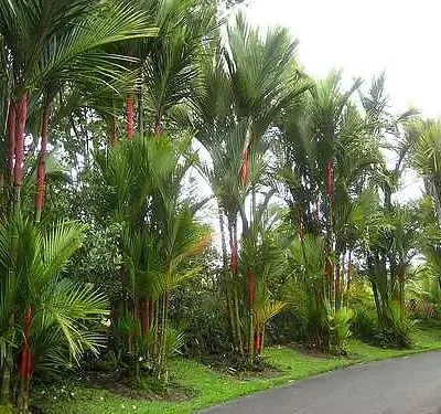 Cyrtostachys renda / Cyrtostachys lakka - Lipstick Palm, Lakka Palm, Sealing Wax Palm, Red Sealing Wax Palm, Rajah Palm