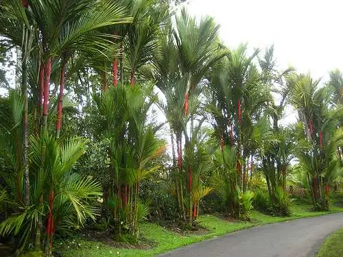 Cyrtostachys renda / Cyrtostachys lakka - Lipstick Palm, Lakka Palm, Sealing Wax Palm, Red Sealing Wax Palm, Rajah Palm