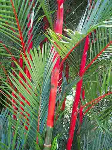 Cyrtostachys renda / Cyrtostachys lakka - Lipstick Palm, Lakka Palm, Sealing Wax Palm, Red Sealing Wax Palm, Rajah Palm - Image 3