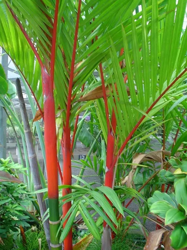 Cyrtostachys renda / Cyrtostachys lakka - Lipstick Palm, Lakka Palm, Sealing Wax Palm, Red Sealing Wax Palm, Rajah Palm - Image 6