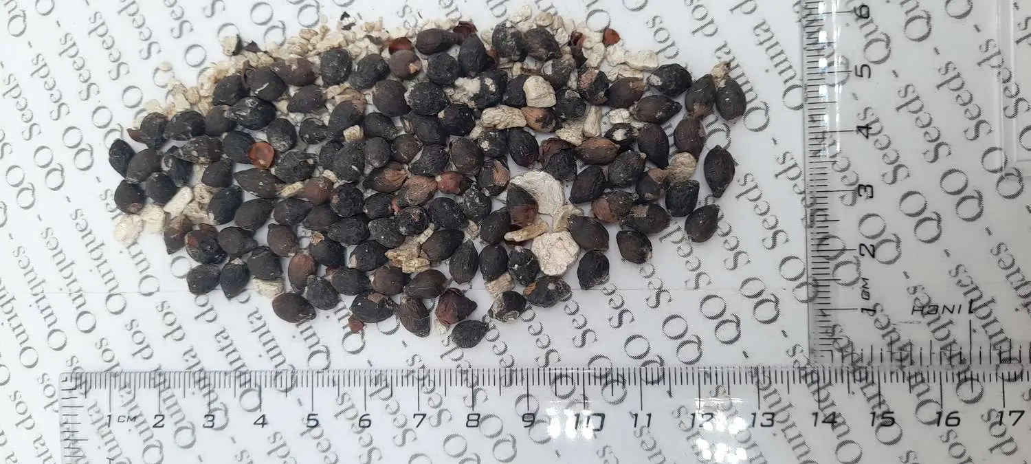 Cyrtostachys renda / Cyrtostachys lakka - Lipstick Palm, Lakka Palm, Sealing Wax Palm, Red Sealing Wax Palm, Rajah Palm - Image 7