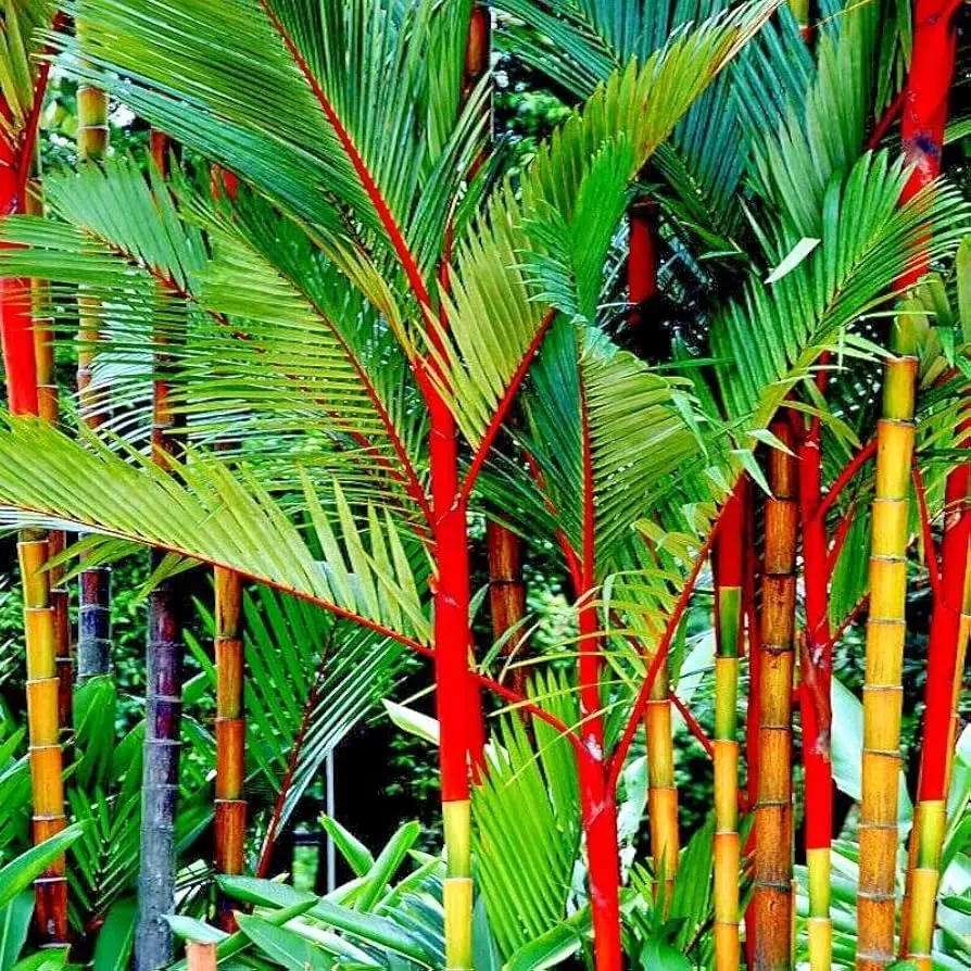 Cyrtostachys renda / Cyrtostachys lakka - Lipstick Palm, Lakka Palm, Sealing Wax Palm, Red Sealing Wax Palm, Rajah Palm - Image 8