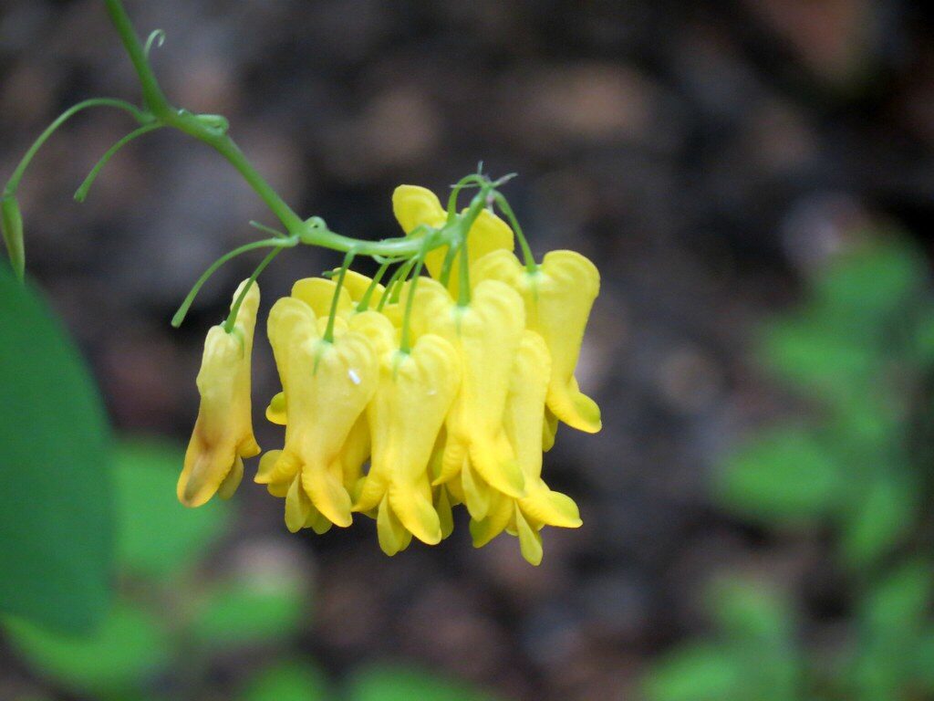 Dactylicapnos scandens - Bleeding Heart Vine, Golden Tears, Athens Yellow
