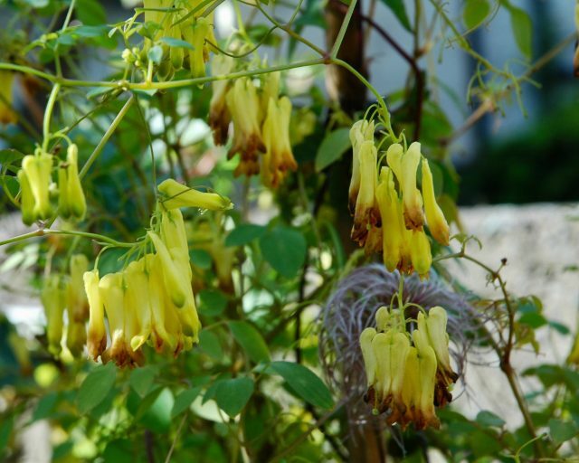 Dactylicapnos scandens - Bleeding Heart Vine, Golden Tears, Athens Yellow - Image 2