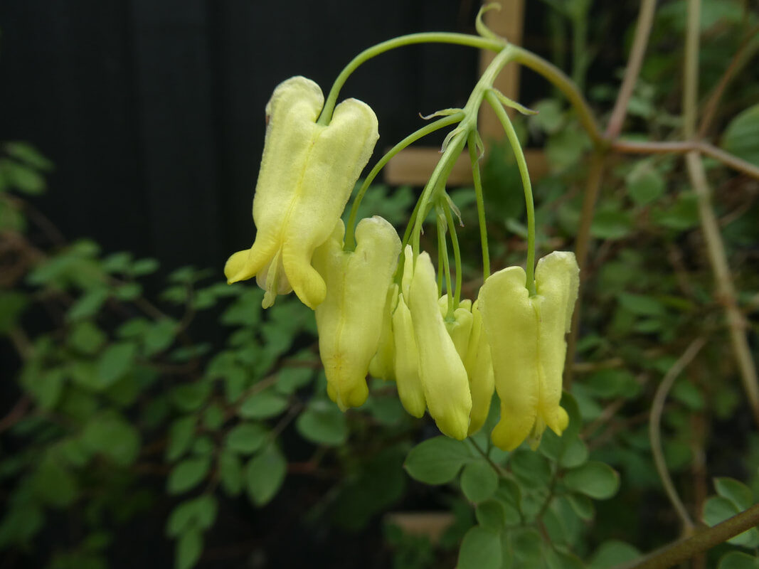 Dactylicapnos scandens - Bleeding Heart Vine, Golden Tears, Athens Yellow - Image 3