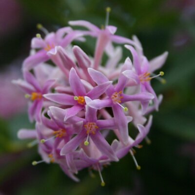 Dais cotinifolia - Pompom tree, African button flower