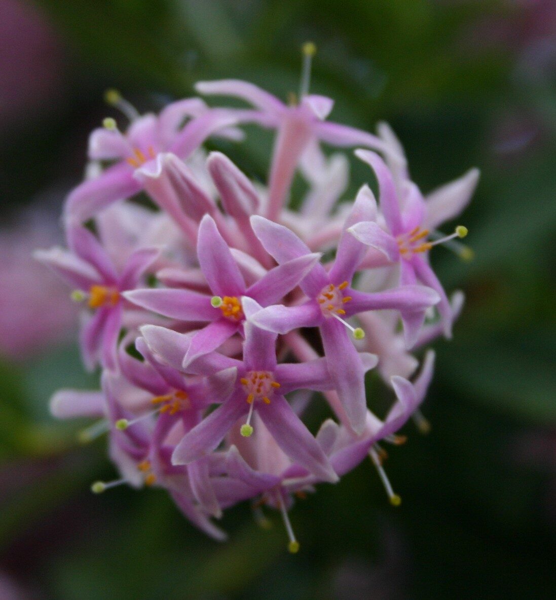 Dais cotinifolia - Pompom tree, African button flower