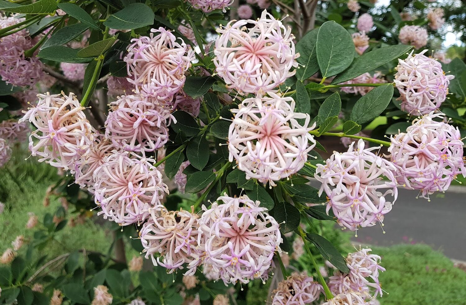 Dais cotinifolia - Pompom tree, African button flower - Image 2
