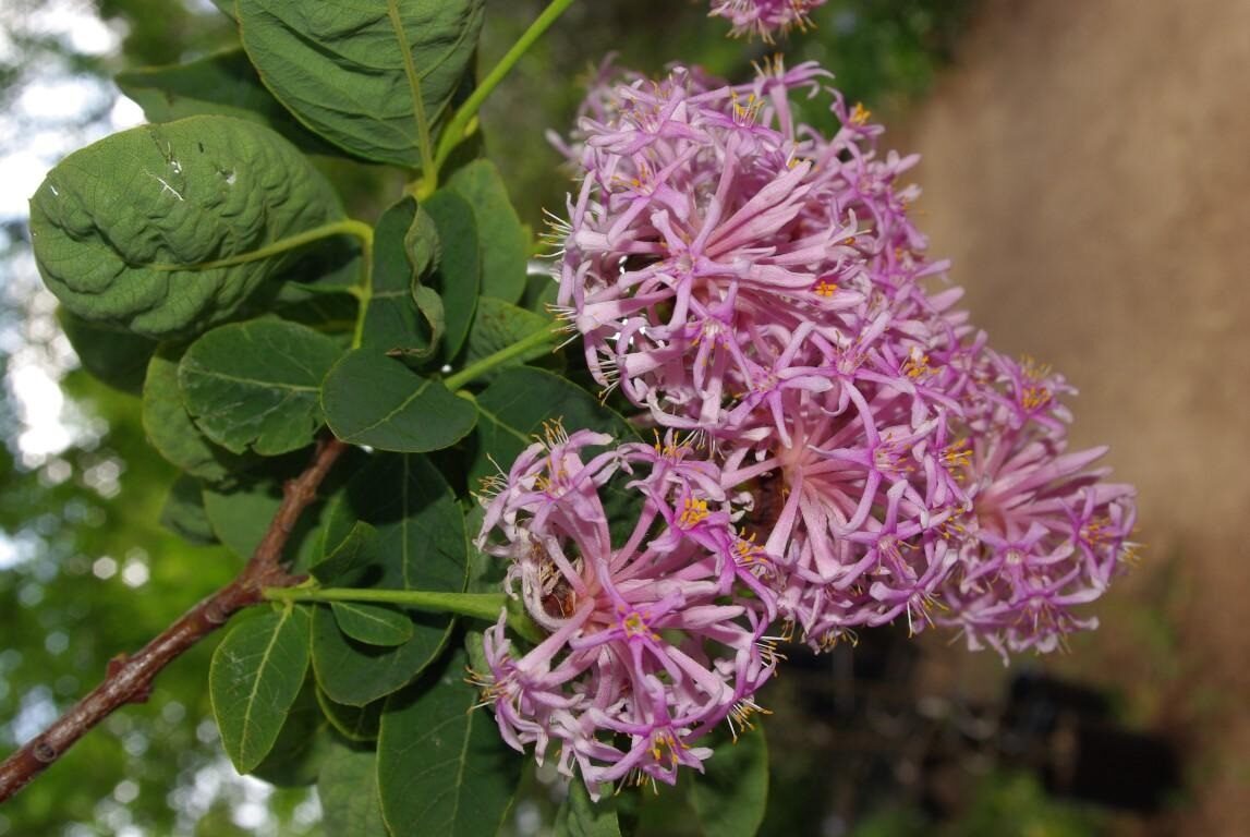 Dais cotinifolia - Pompom tree, African button flower - Image 3