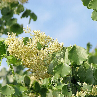 Dalbergia latifolia - Black rosewood , Blackwood, Bombay Black wood tree
