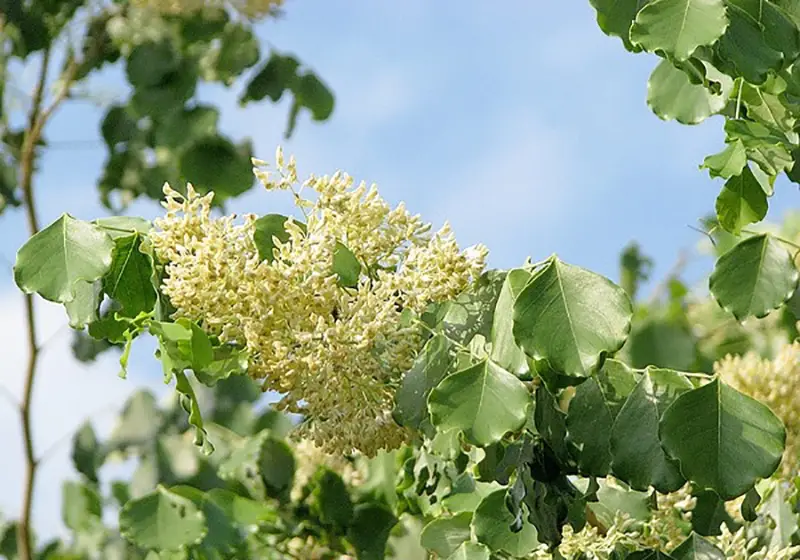 Dalbergia latifolia - Black rosewood , Blackwood, Bombay Black wood tree