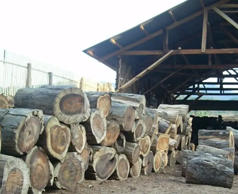 Dalbergia latifolia - Black rosewood , Blackwood, Bombay Black wood tree - Image 4