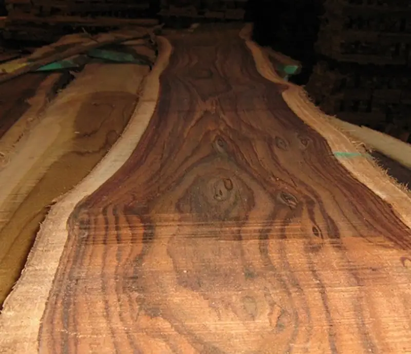 Dalbergia latifolia - Black rosewood , Blackwood, Bombay Black wood tree - Image 8