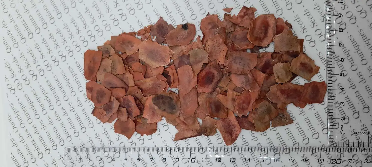 Dalbergia latifolia - Black rosewood , Blackwood, Bombay Black wood tree - Image 9