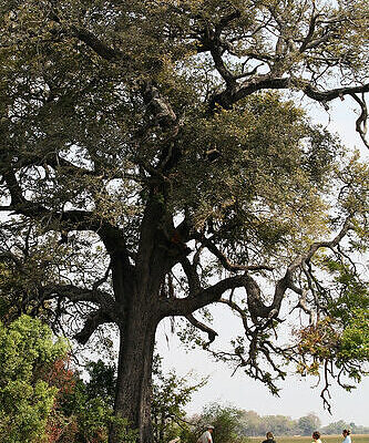 Dalbergia melanoxylon - African ebony, mpingo, african blackwood