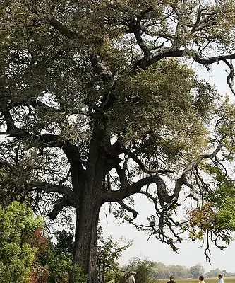 Dalbergia melanoxylon - African ebony, mpingo, african blackwood