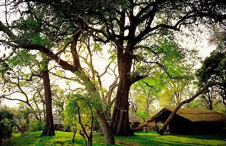 Dalbergia melanoxylon - African ebony, mpingo, african blackwood - Image 6