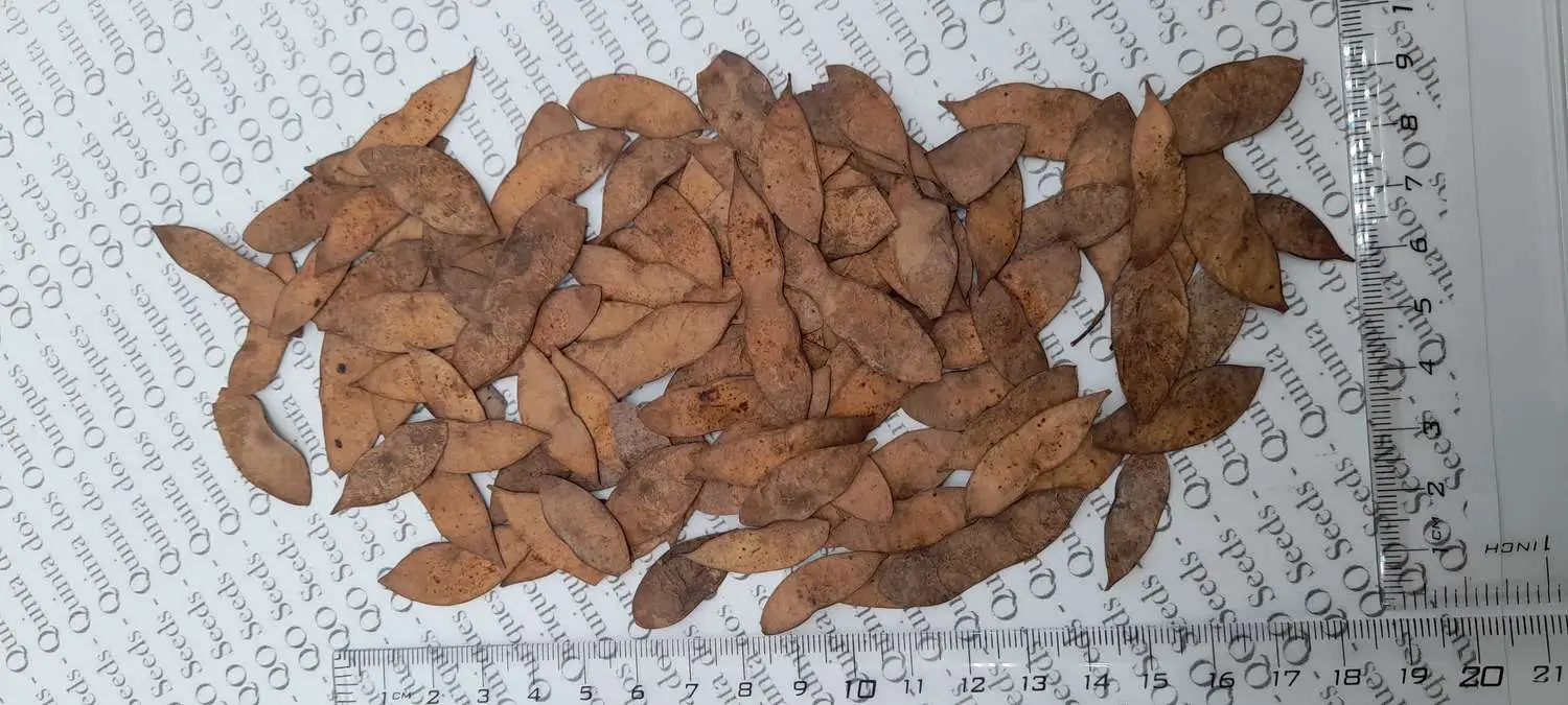 Dalbergia melanoxylon - African ebony, mpingo, african blackwood - Image 8