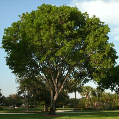 Dalbergia sissoo - shisham jacaranda, sheesham wood, shisham wood, indian rosewood