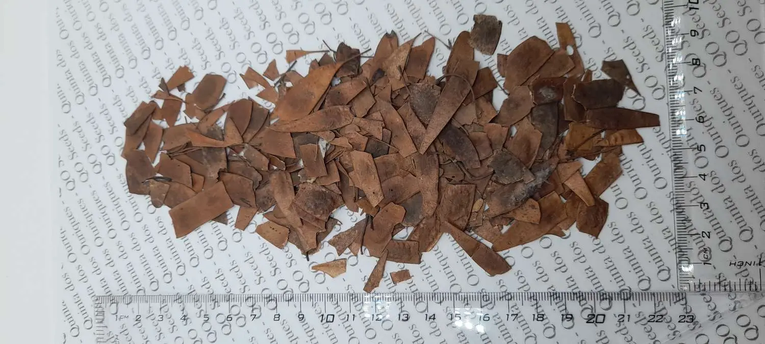 Dalbergia sissoo - shisham jacaranda, sheesham wood, shisham wood, indian rosewood - Image 8