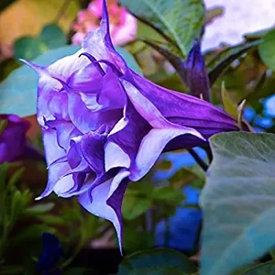 Datura metel 'Purple' - Devils Trumpet, Angel Of The Trumpet, Sacred Plant