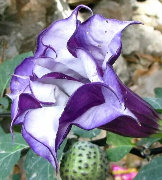 Datura metel 'Purple' - Devils Trumpet, Angel Of The Trumpet, Sacred Plant - Image 2