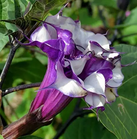 Datura metel 'Purple' - Devils Trumpet, Angel Of The Trumpet, Sacred Plant - Image 3