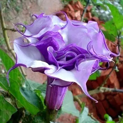 Datura metel 'Purple' - Devils Trumpet, Angel Of The Trumpet, Sacred Plant - Image 4