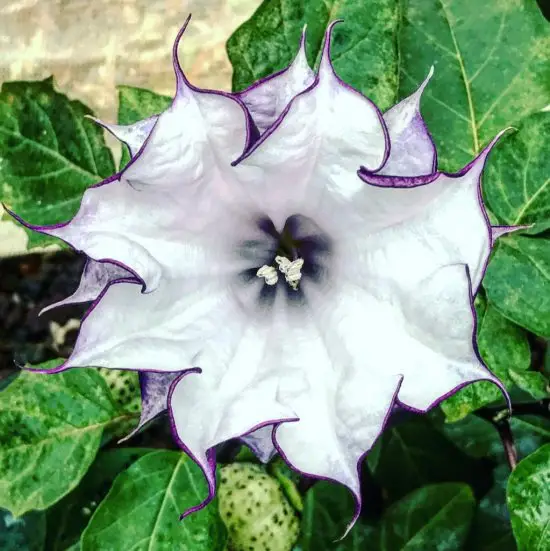 Datura metel 'Purple' - Devils Trumpet, Angel Of The Trumpet, Sacred Plant - Image 6