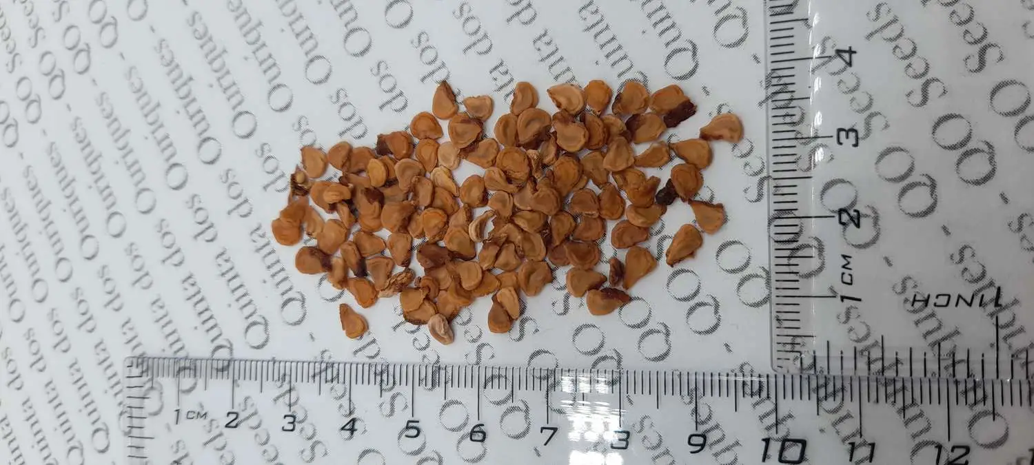 Datura metel 'Purple' - Devils Trumpet, Angel Of The Trumpet, Sacred Plant - Image 7