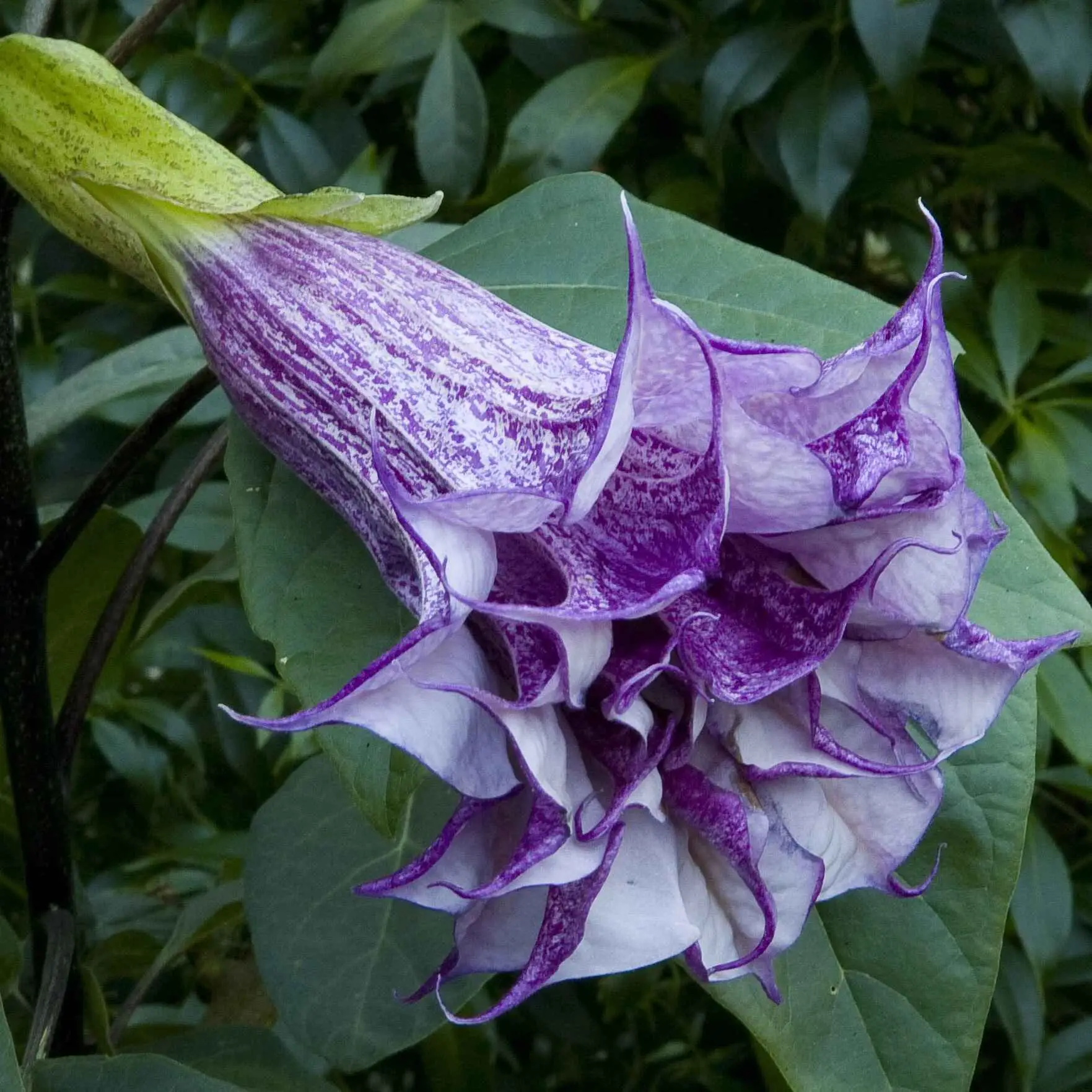 Datura metel 'Purple' - Devils Trumpet, Angel Of The Trumpet, Sacred Plant - Image 8