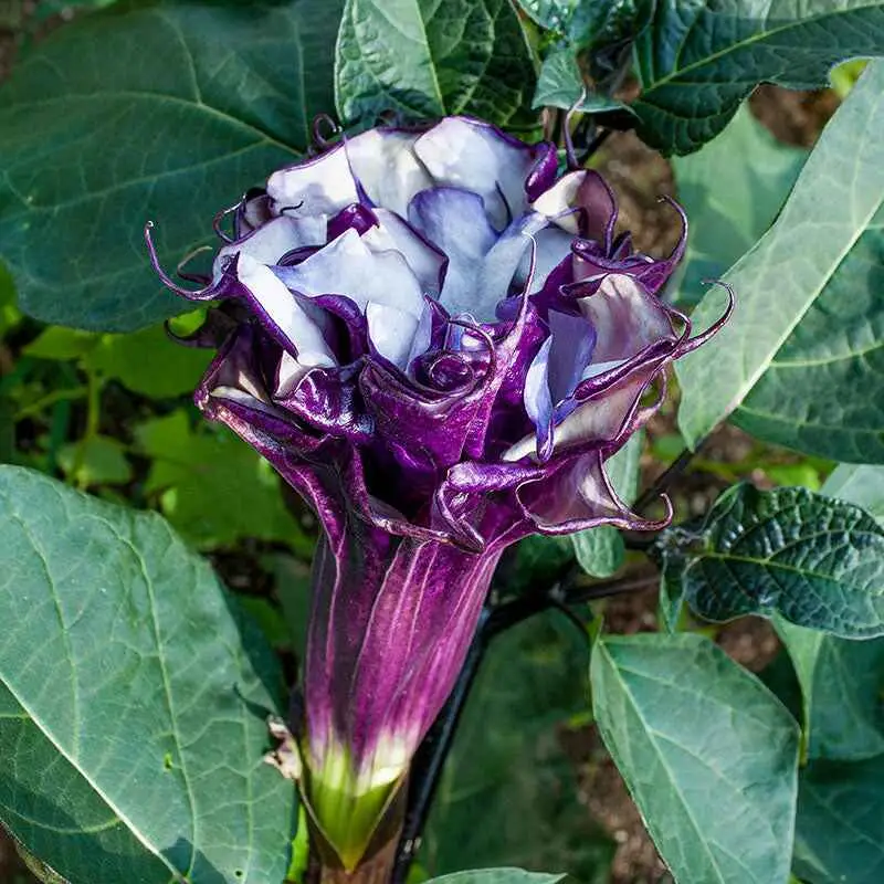 Datura metel 'Purple' - Devils Trumpet, Angel Of The Trumpet, Sacred Plant - Image 9