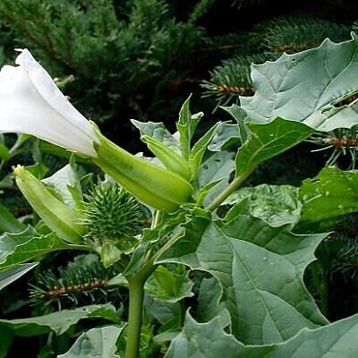 Datura stramonium - Thorn Apple, Thornapple, Jimsonweed, Jimson Weed, Devil's Snare, Devil's Trumpet
