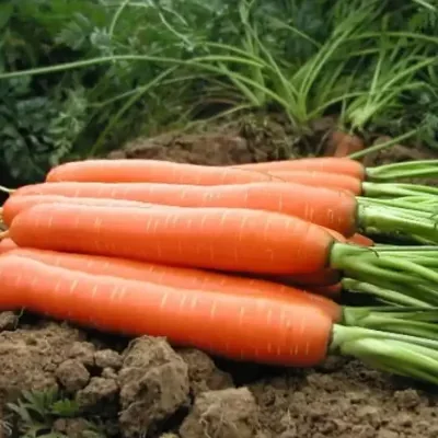 Daucus carota subsp. sativus - Carrot