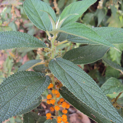 Debregeasia longifolia - Orange Wild Rhea, Tontongan