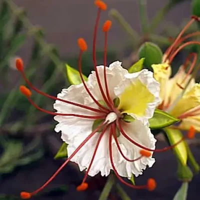 Delonix decaryi - Poinciana adansonioides, flamboyant baobab, flamboyant bottle
