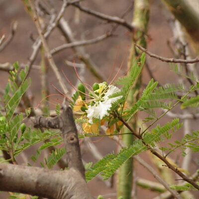 Delonix elata / Poinciana elata - White Gul Mohur, Creamy Peacock Flower, Yellow Gul Mohur