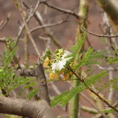 Delonix elata / Poinciana elata - White Gul Mohur, Creamy Peacock Flower, Yellow Gul Mohur