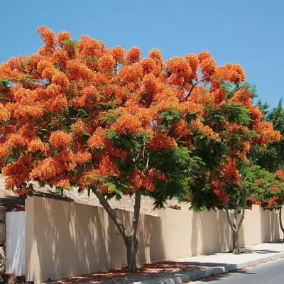 Delonix regia - Flamboyant, Royal Poinciana
