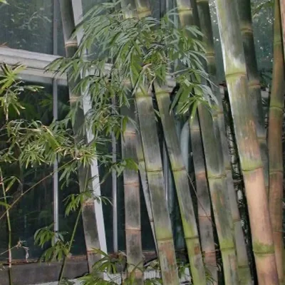 Dendrocalamus longispathus / Bambusa longispatha - Long-Sheath Bamboo, Funghom Bamboo