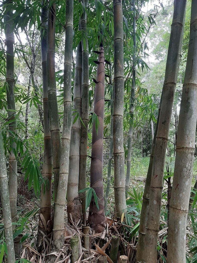 Dendrocalamus longispathus / Bambusa longispatha - Long-Sheath Bamboo, Funghom Bamboo - Image 4
