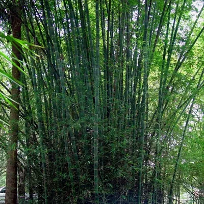 Dendrocalamus membranaceus - Giant Bamboo