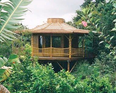 Dendrocalamus membranaceus - Giant Bamboo - Image 4
