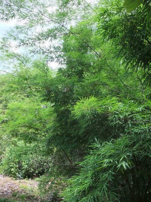 Dendrocalamus membranaceus - Giant Bamboo - Image 6