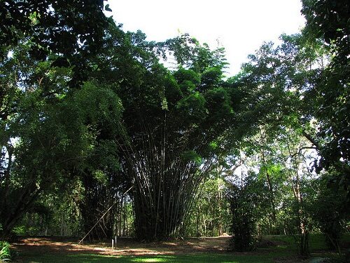 Dendrocalamus membranaceus - Giant Bamboo - Image 7