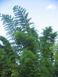 Dendrocalamus membranaceus - Giant Bamboo - Image 9