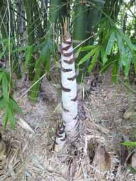 Dendrocalamus membranaceus - Giant Bamboo - Image 10