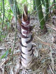 Dendrocalamus membranaceus - Giant Bamboo - Image 11