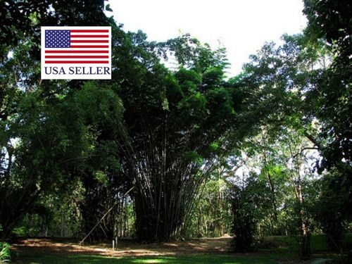 Dendrocalamus membranaceus - Giant Bamboo - Image 13